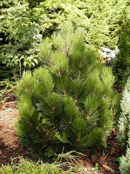 Pinus leucodermis 'Compact Gem'